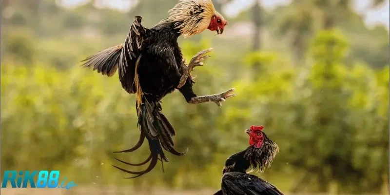 Thông tin mới nhất về đá gà RIK88