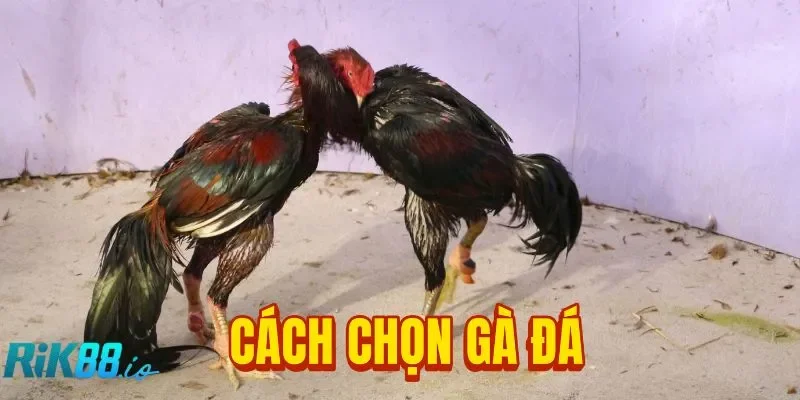 Cách Chọn Gà Đá Trăm Trận Trăm Thắng Cho Kê Thủ Tại RIK88