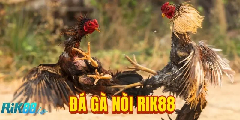 Đá Gà Nòi RIK88: Cao Thủ Làm Gì Trước Khi Xuống Tiền?