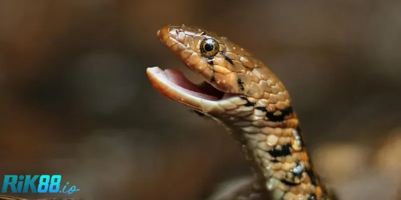 Mơ thấy rắn chung chung thì nên chốt 32-72