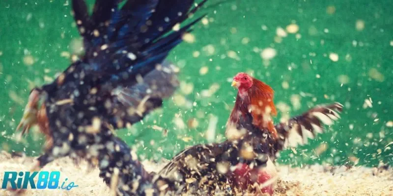 Những điểm mạnh giúp sảnh đá gà tại RIK88 luôn nổi bật