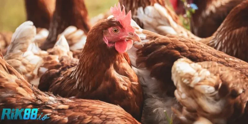 Thông tin sơ lược về đá gà cựa dao