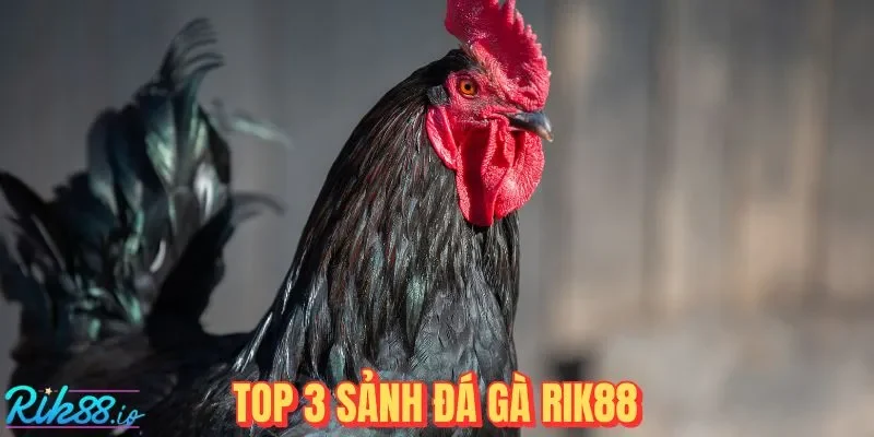 RIK88 Và Top 3 Thánh Địa Đá Gà Rực Lửa Nhất Năm 2026