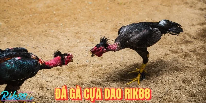 Đá Gà Cựa Dao RIK88: Sàn Chiến Của Các Sát Thủ Có Cánh