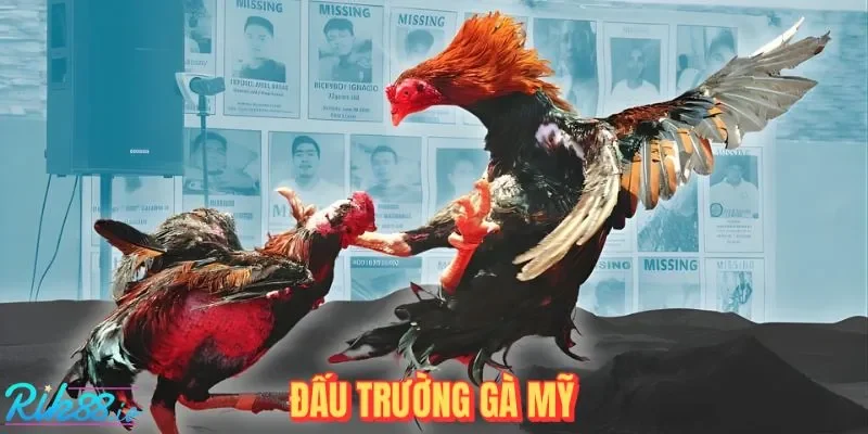 Đấu Trường Đá Gà Mỹ RIK88: Nơi Bản Lĩnh Chiến Kê Lên Ngôi