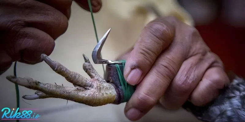 Giới thiệu về đá gà cựa dao RIK88