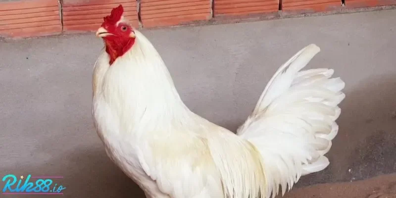 Khái quát về đá gà Mỹ tại RIK88