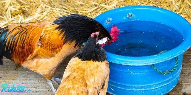 RIK88 gợi ý bí quyết chọn kèo